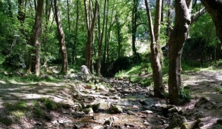 bosque de zugarramurdi